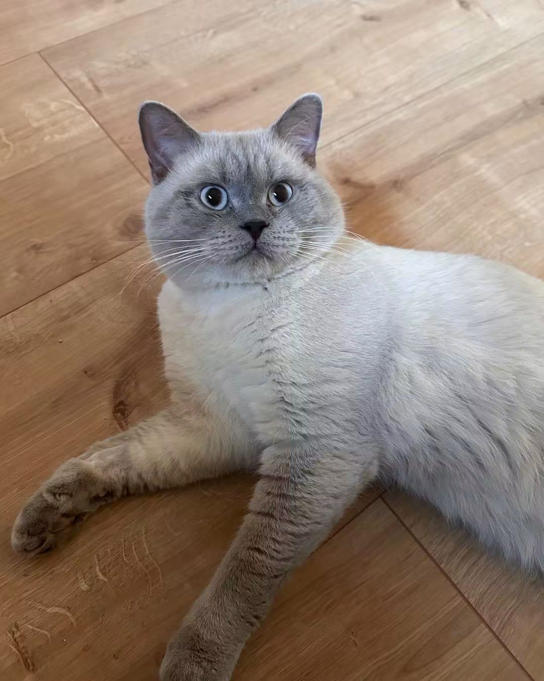 Kater Pelu braucht eure Unterstützung! - Jeder Euro zählt!