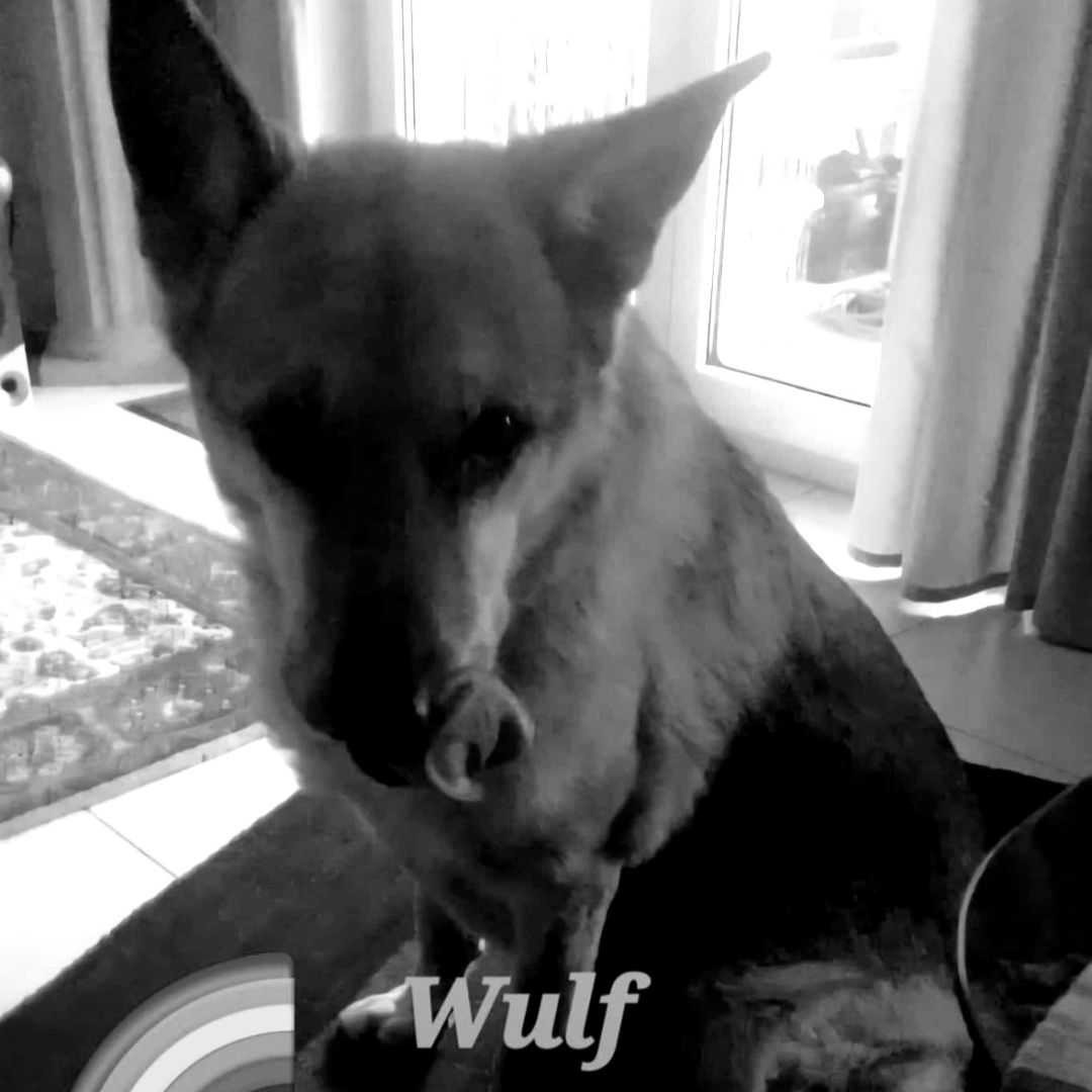 Wulf († 28.08.2026)