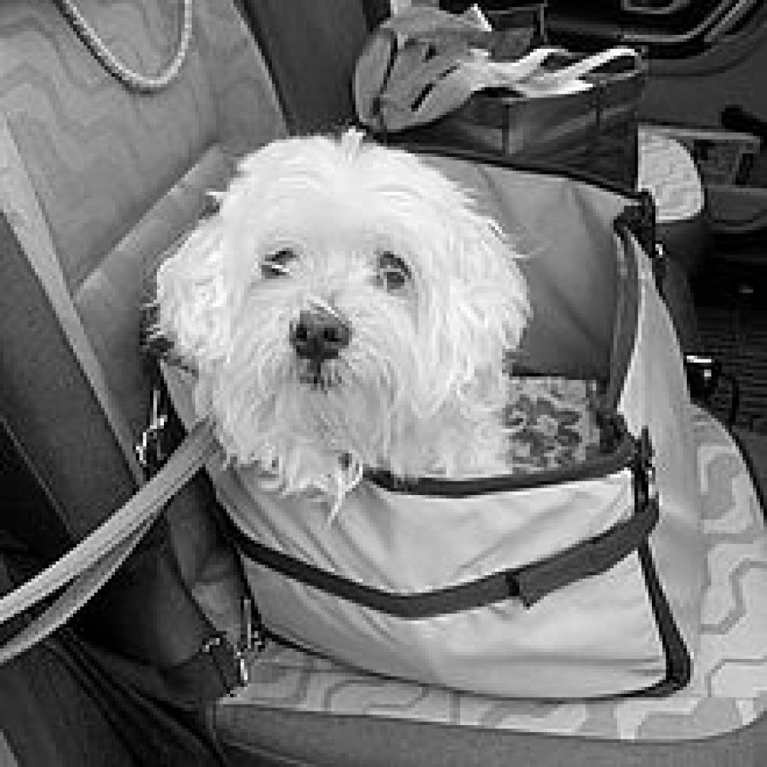 Benny († September 2021)