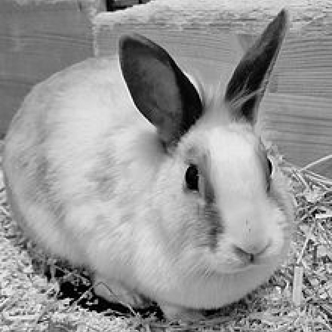 Chiki († Nov. 2023)