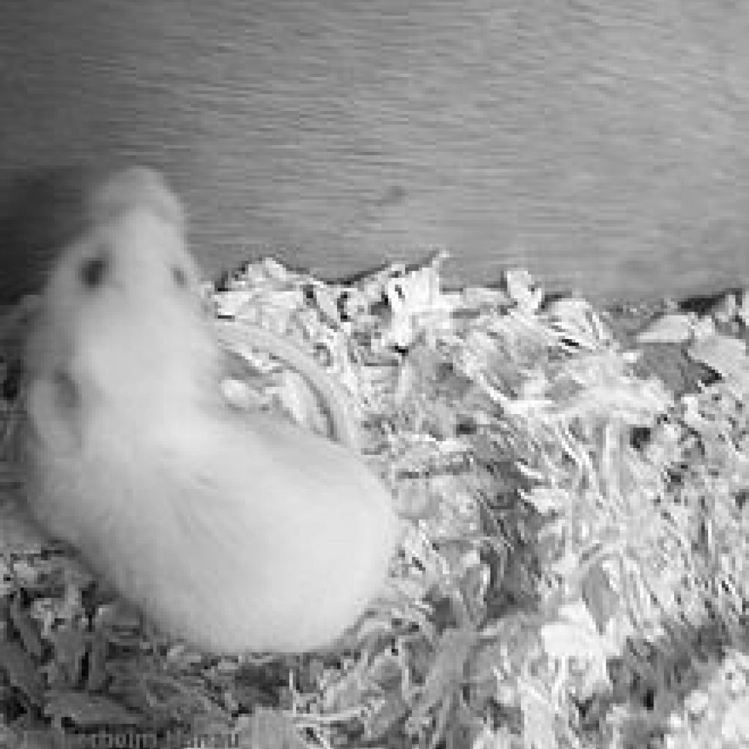 Mathilde († 22.06.2020)