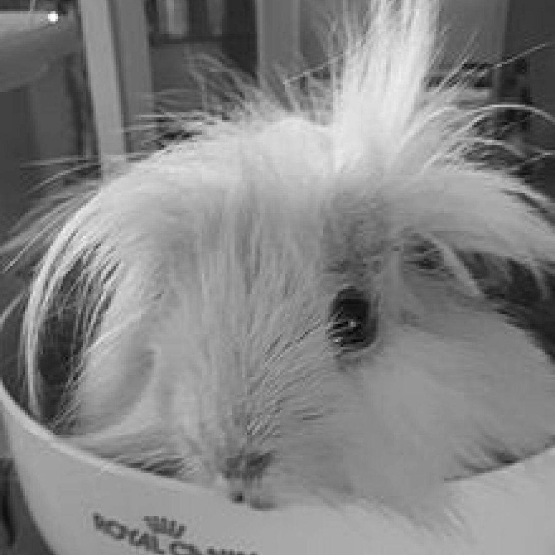 Flauschi († September 2021)