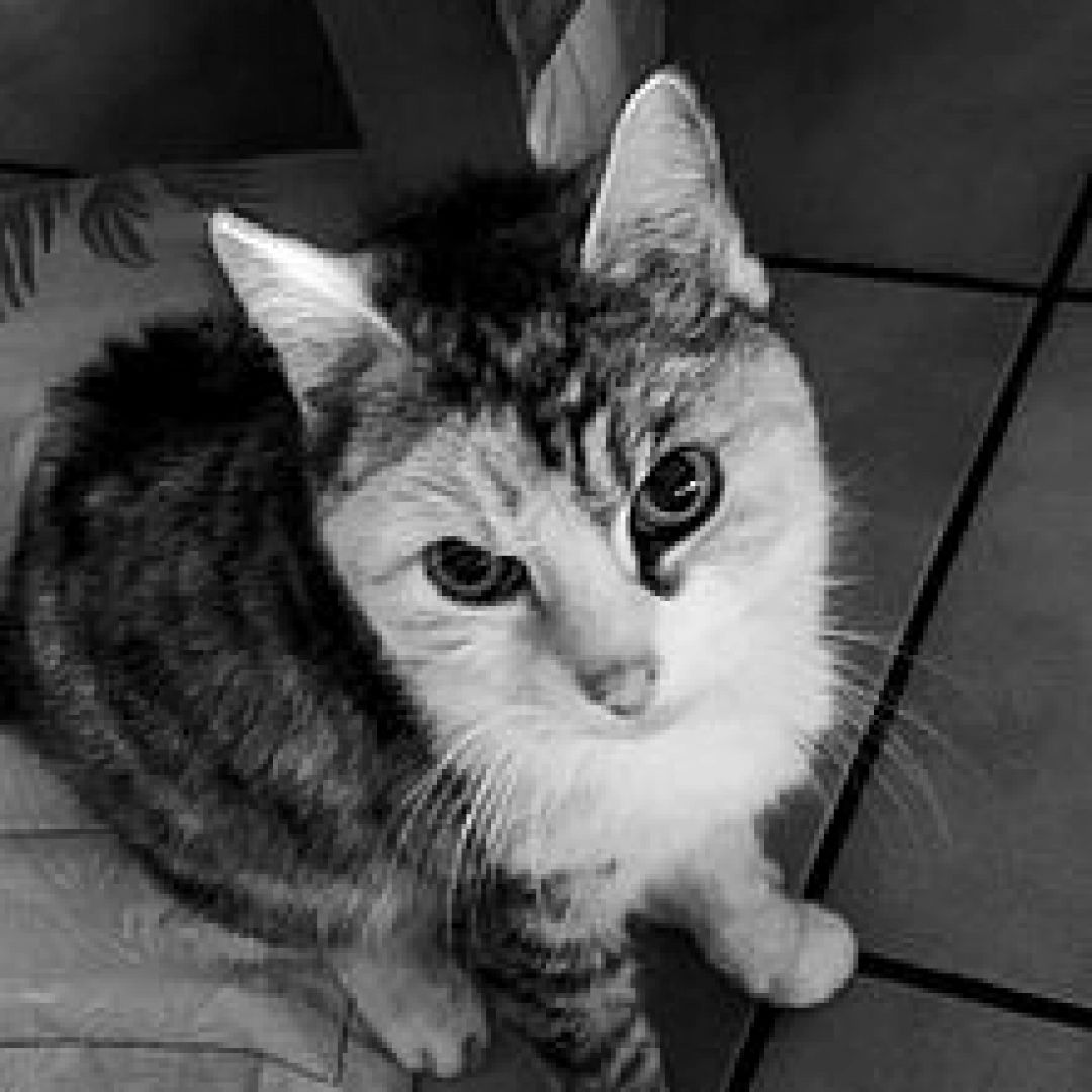 Polly († 15.11.2025)
