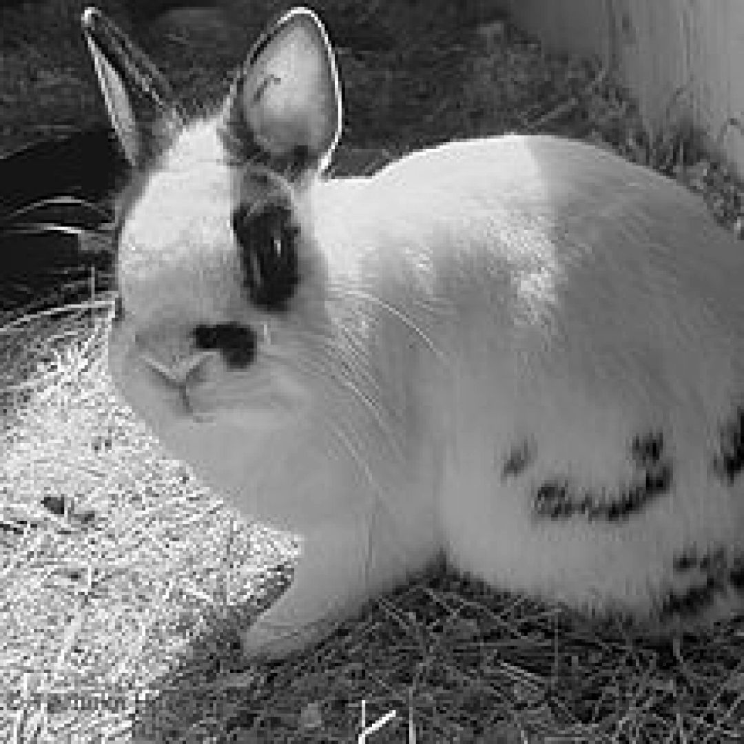 Oreo († Juli 2020)