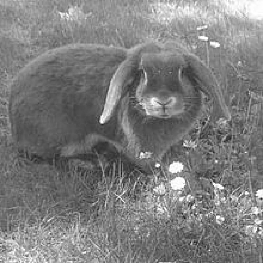 Karotti († 02.07.2022)