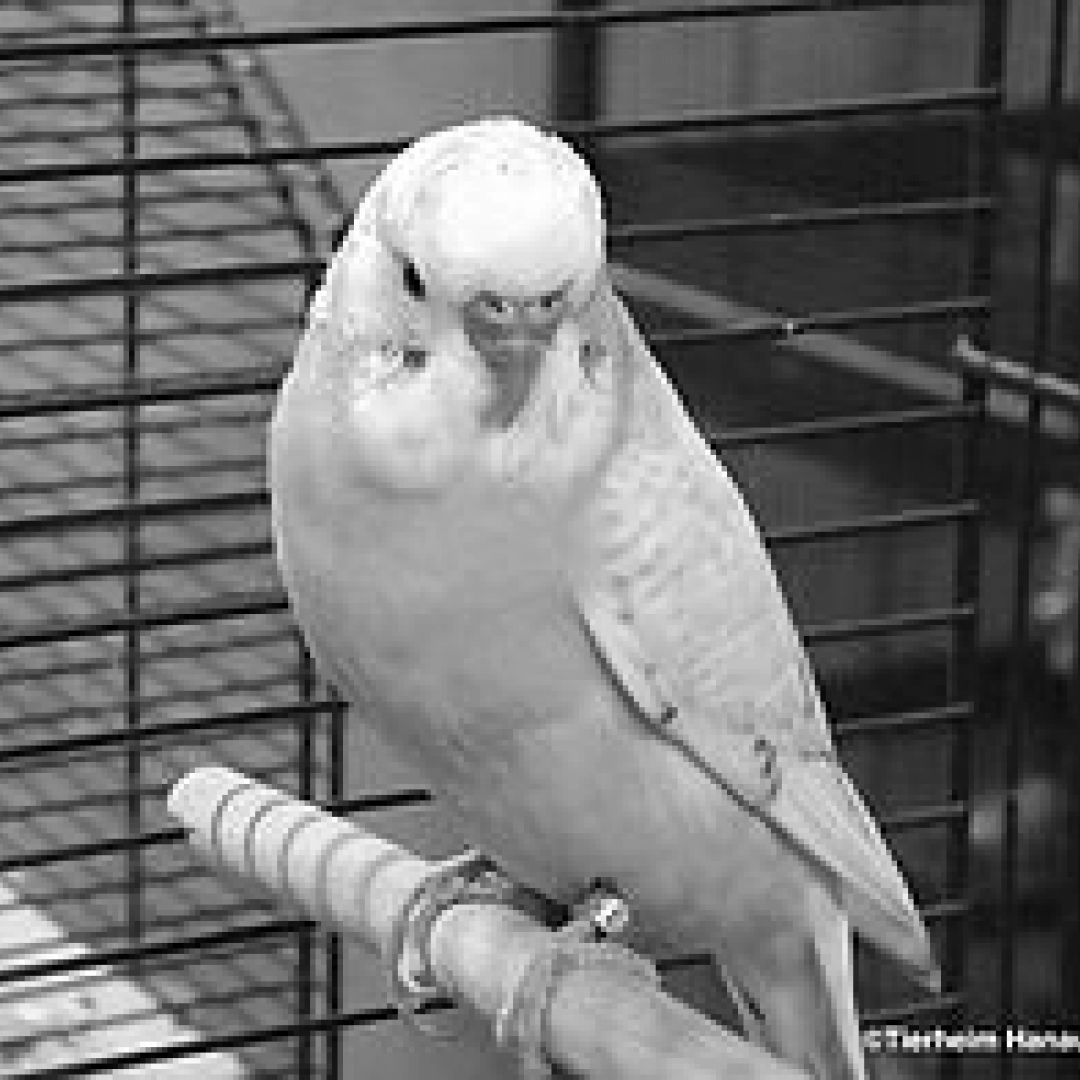 Tweetie († 07.08.2022)