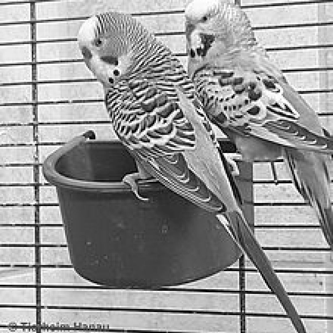 Kiwi (rechts, † Mai 2020)