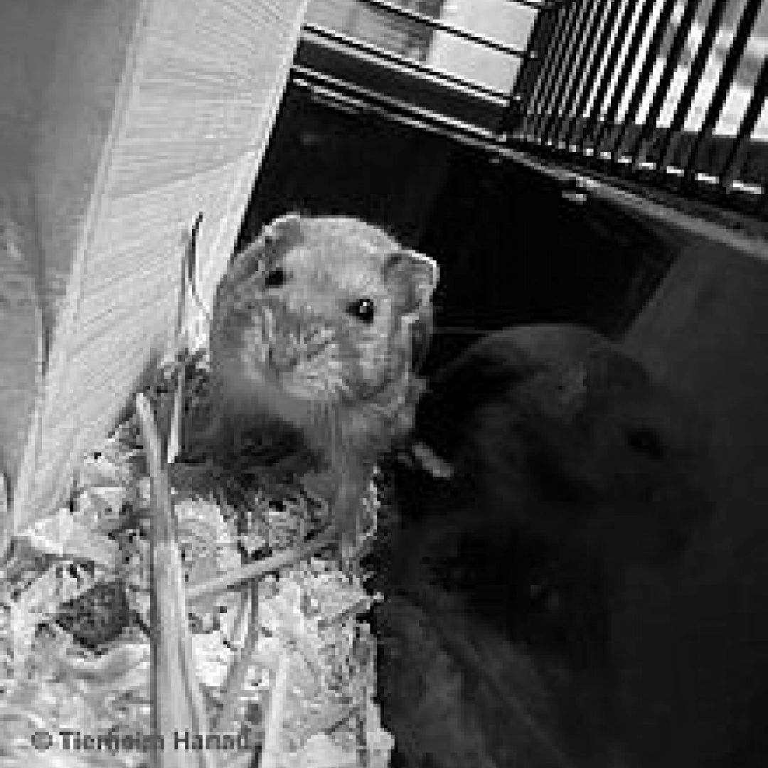 Knut († 06.09.2020)