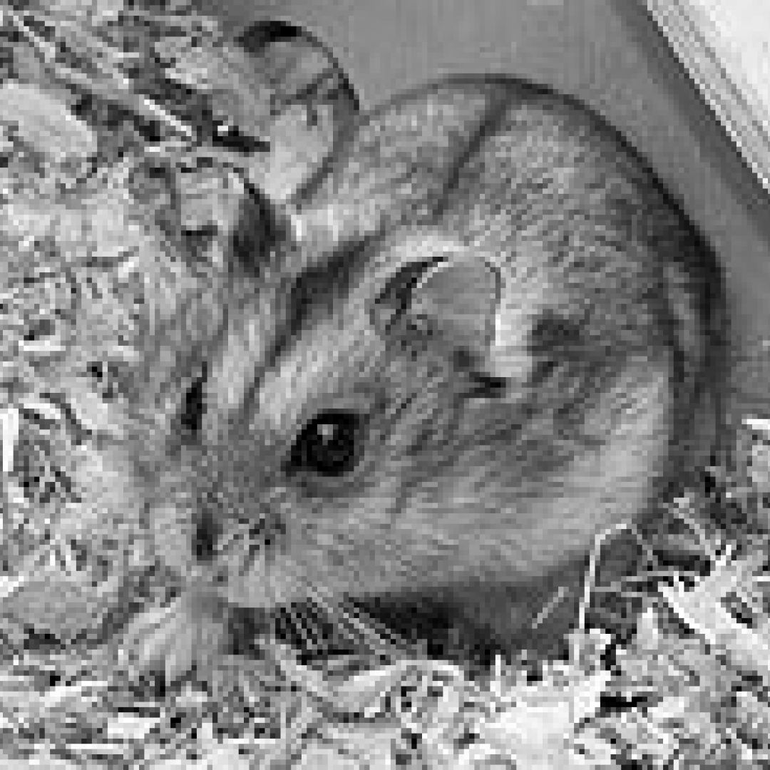 Tinka († Juni 2019)