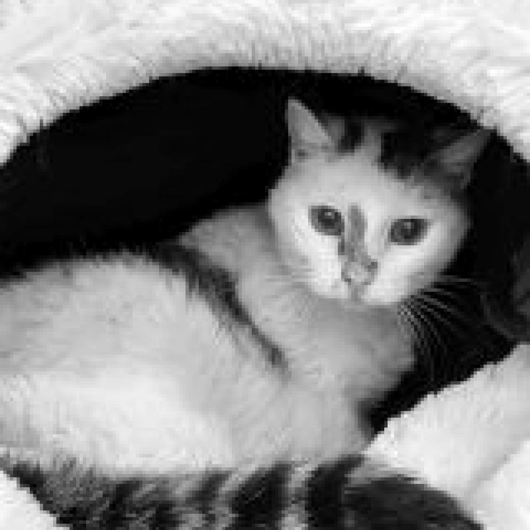 Mischka (†14.01.2020)