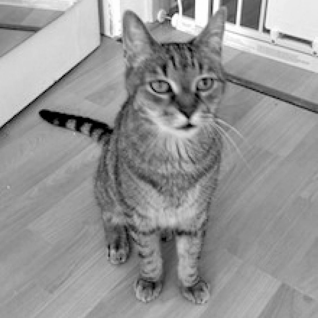 Nelly († 24.11.2020)