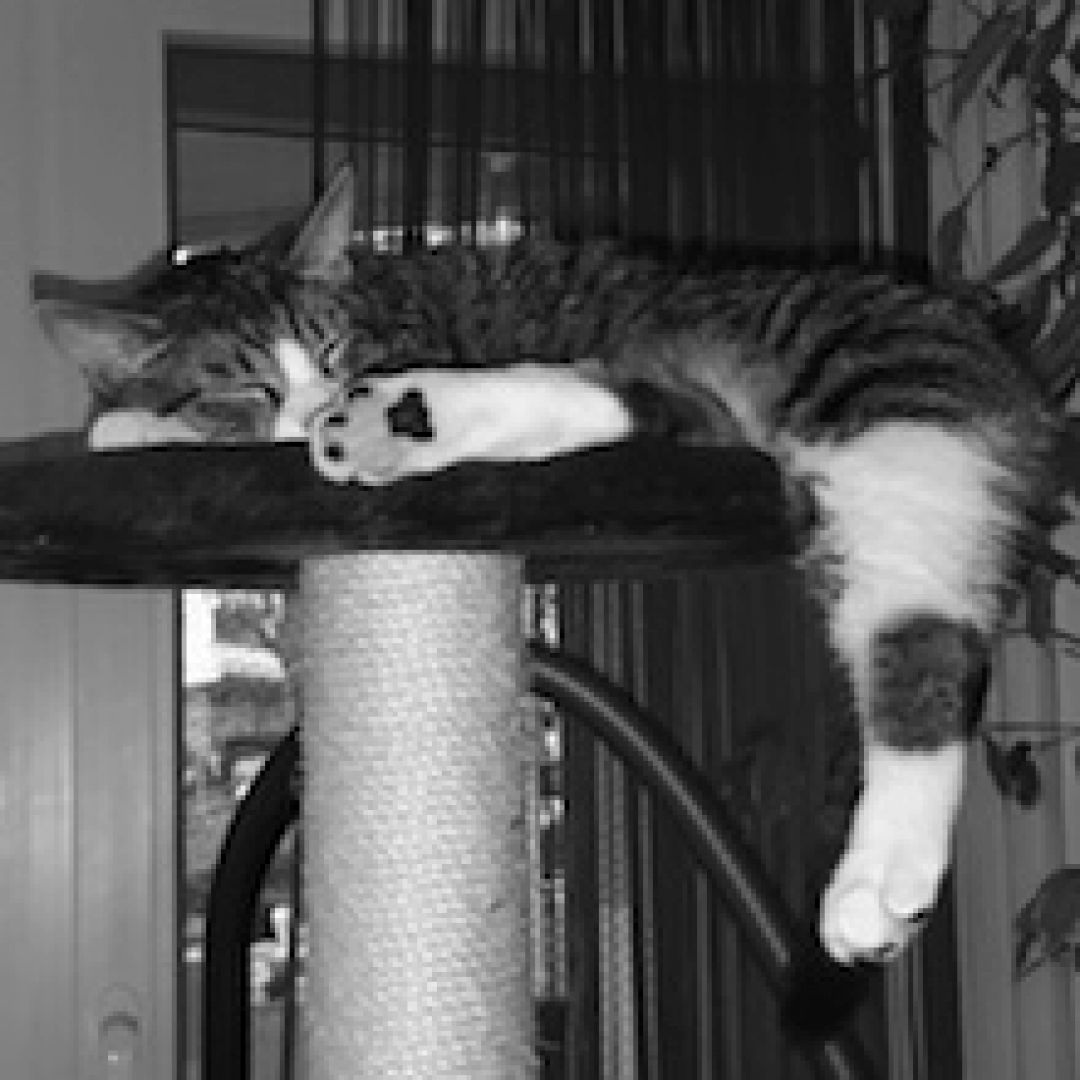Balu († 08.02.2021)