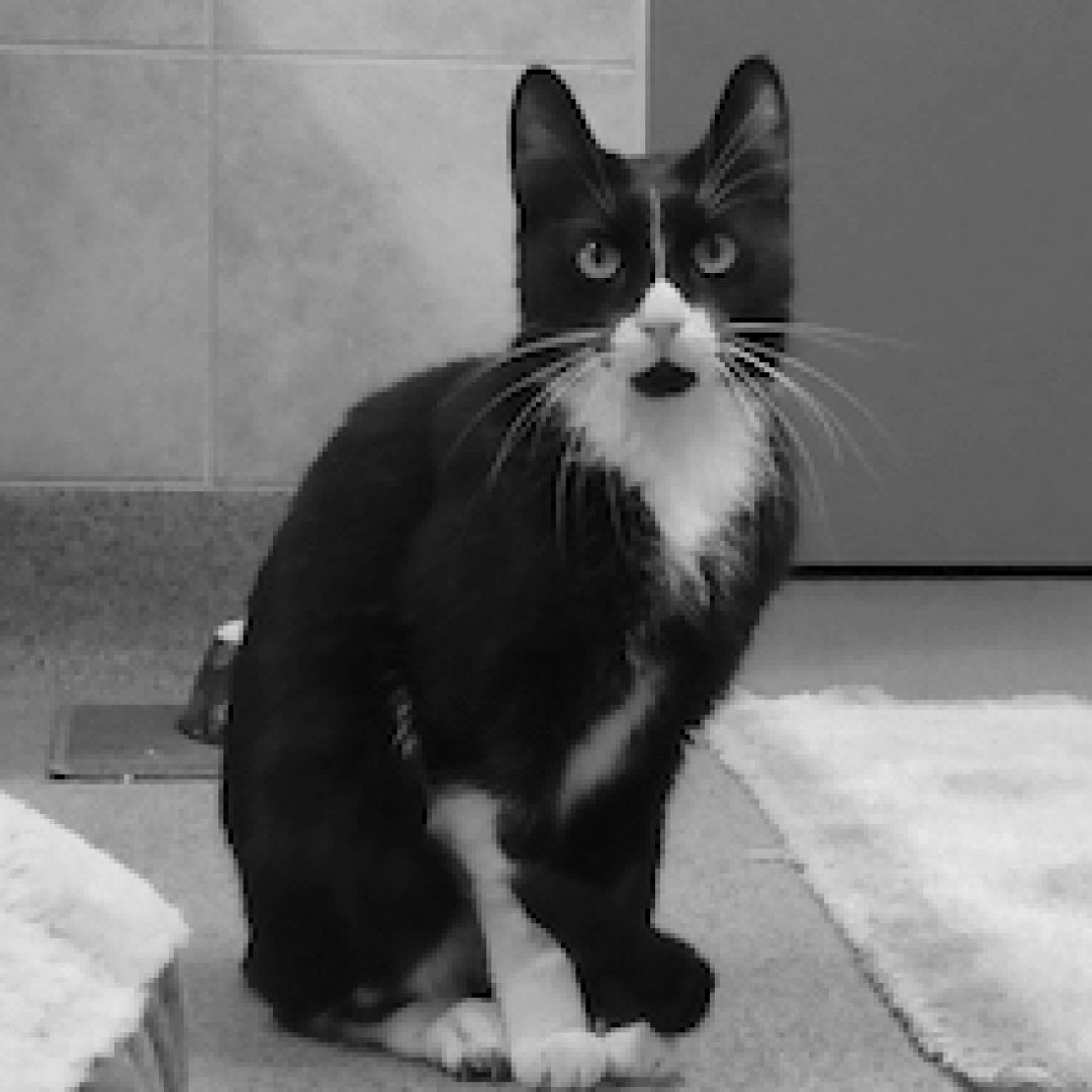 Bob († 07.08.2022)
