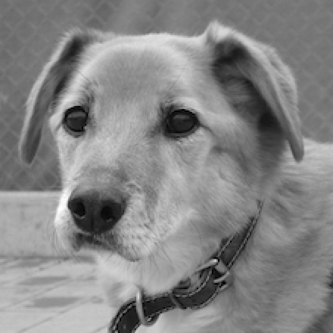 Cracker († September 2022)
