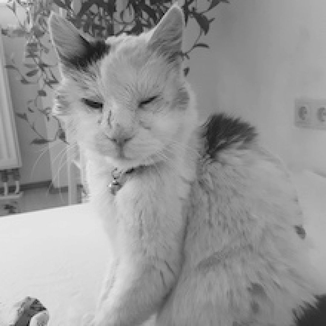 Freya († 01.09.2022)