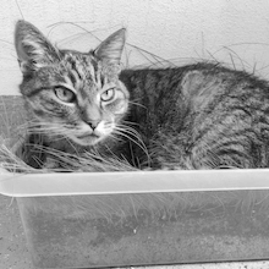 Gismo († 11/2021)