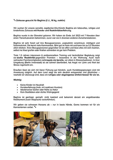 Hunde aus Privatvermittlung