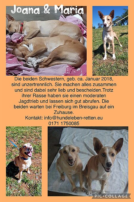 Anderer Tierschutzorgas.