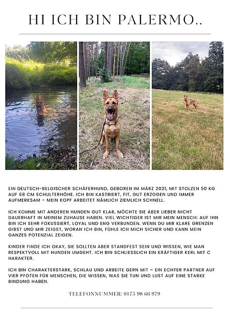 Hunde aus Privatvermittlung