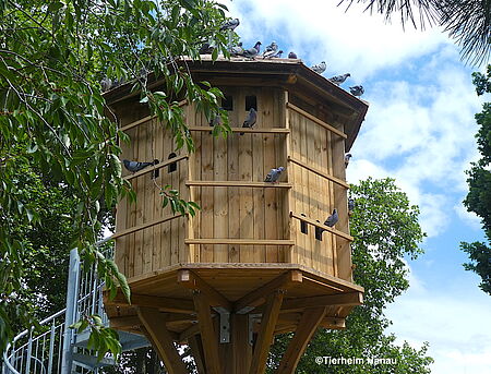 csm_tauben_auf_taubenhaus_2_f9f5b0d21a
