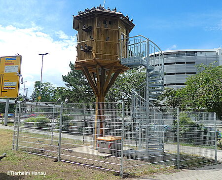 csm_taubenhaus_wird_angenommen_b5240c30e2