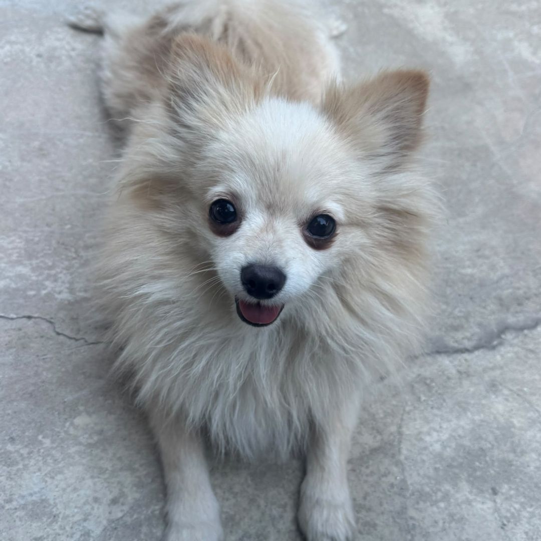 Bella