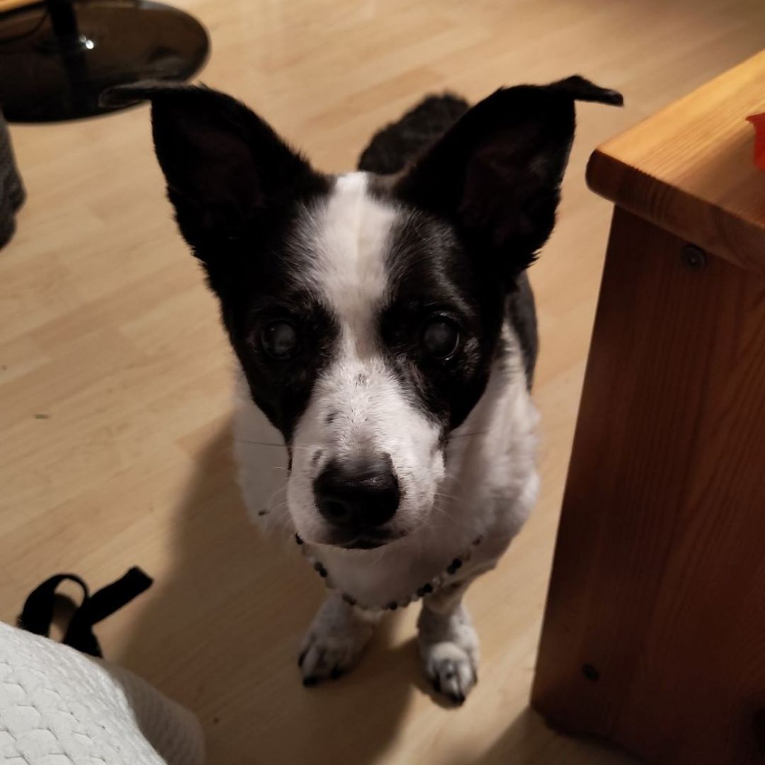 Chico
