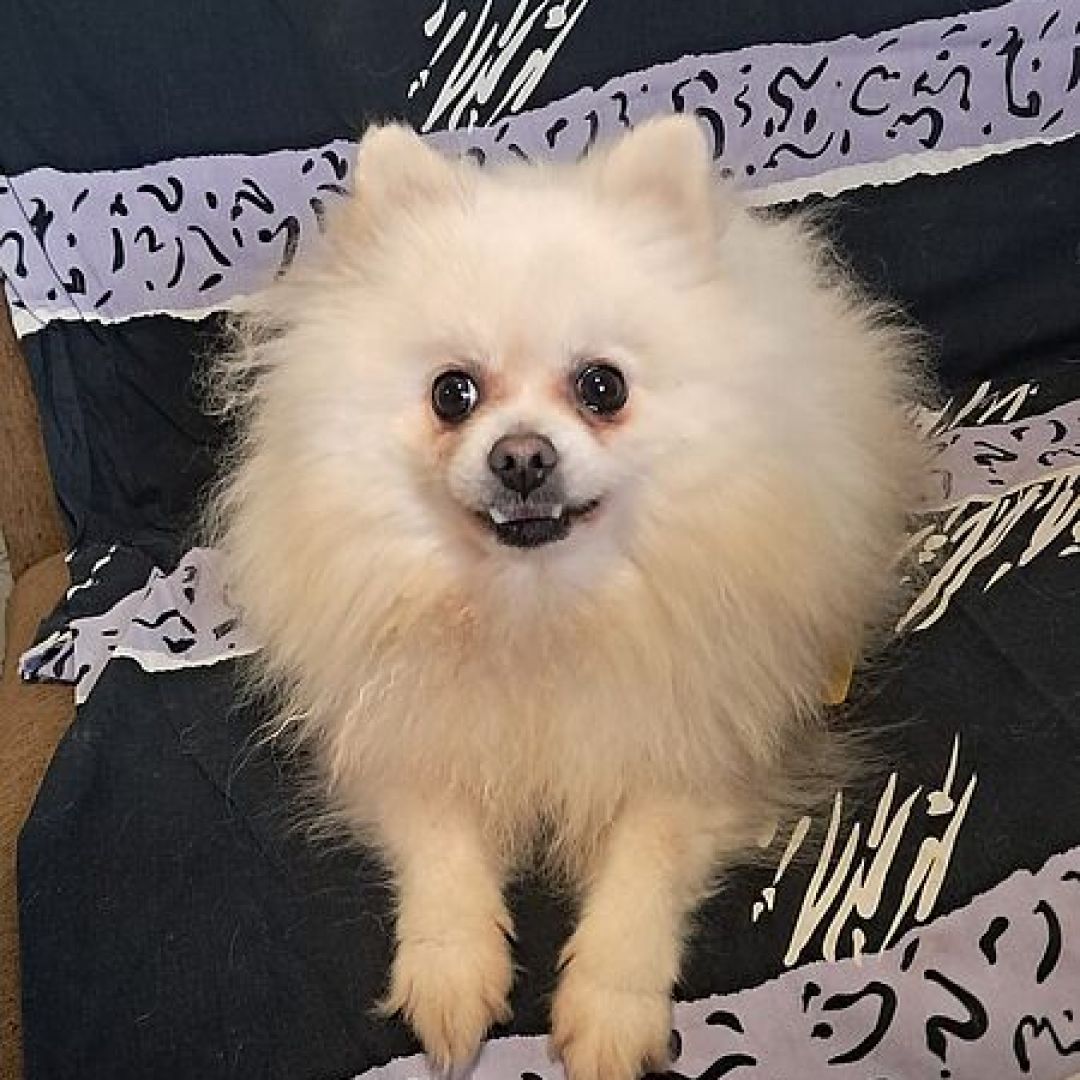 Bella