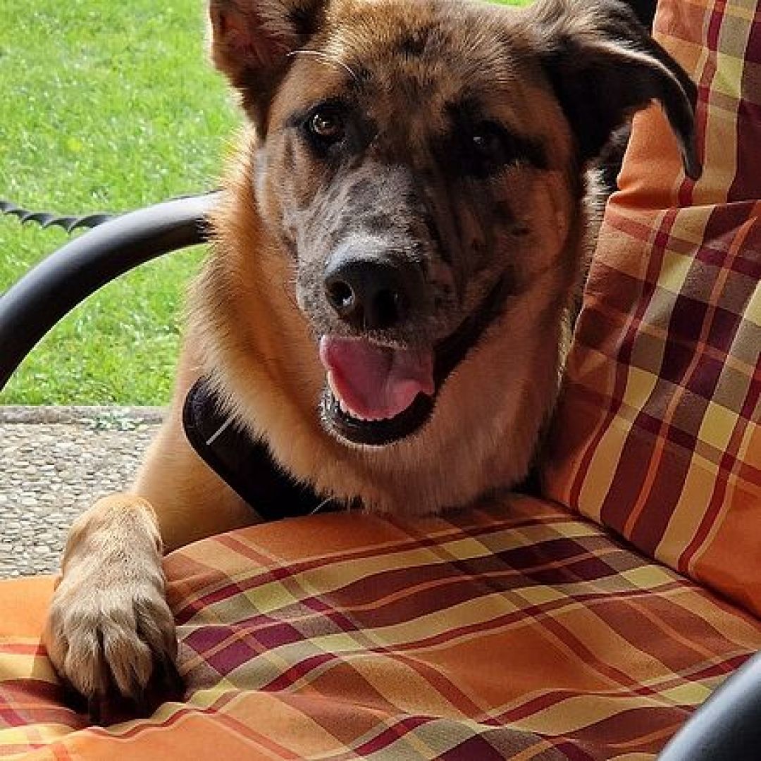 Nahla