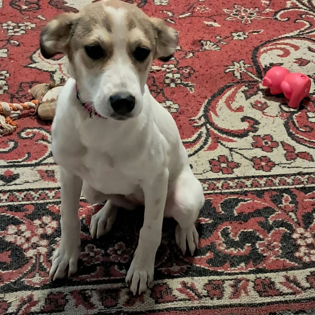 Perla