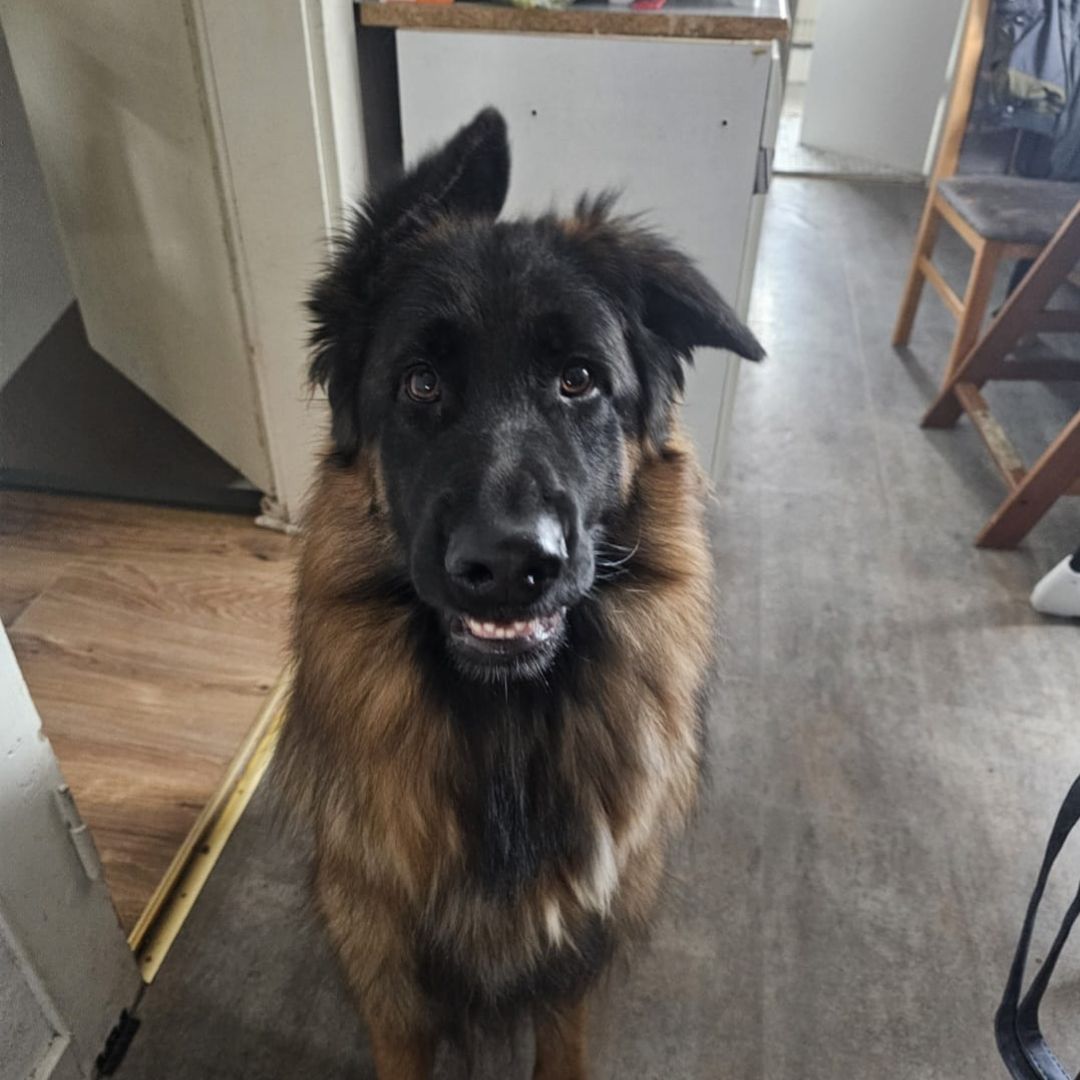 Simba