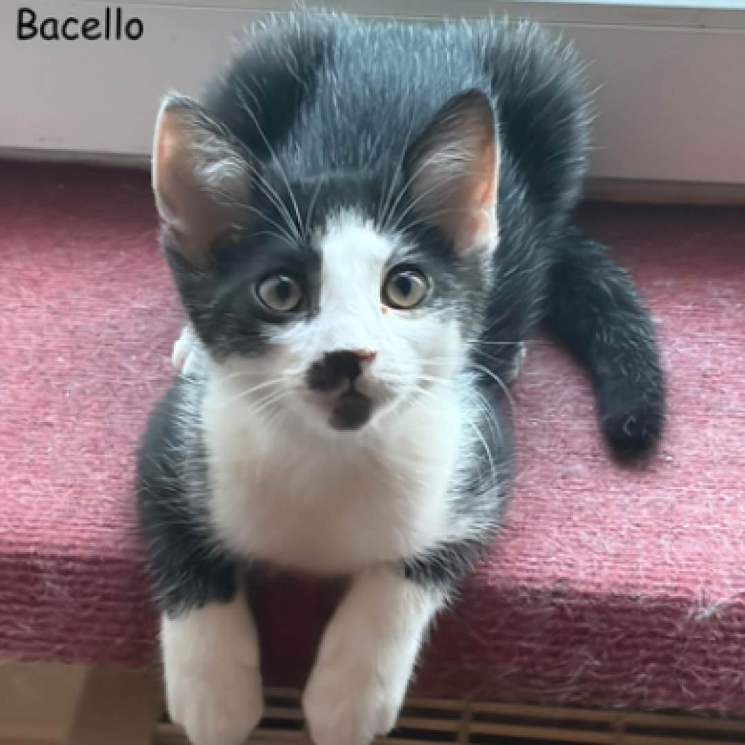 Barcello, Bacardi und Bounty