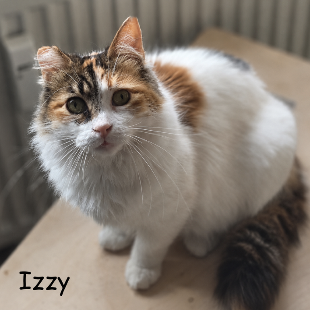 Izzy 