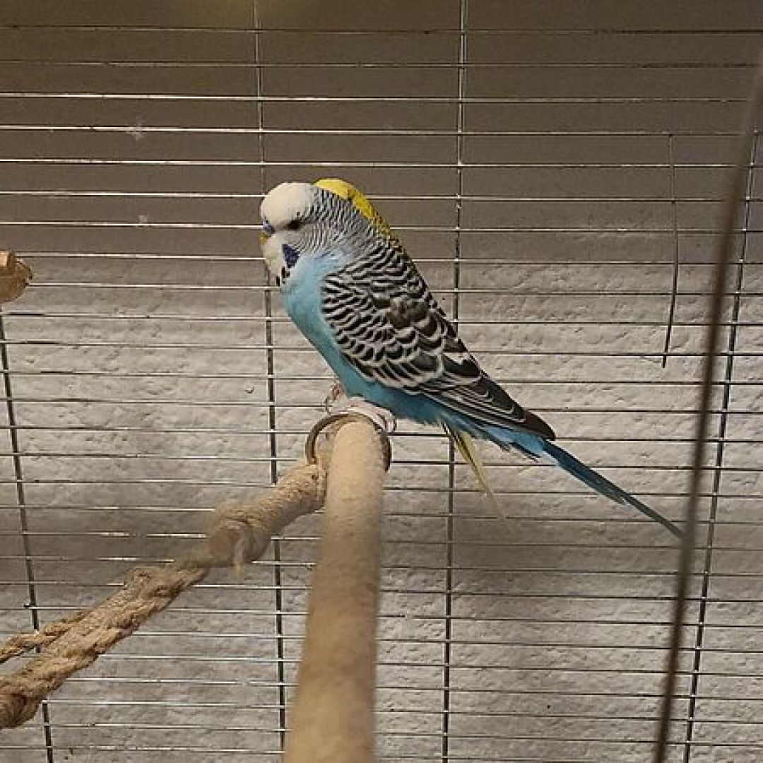 Wellensittichpärchen