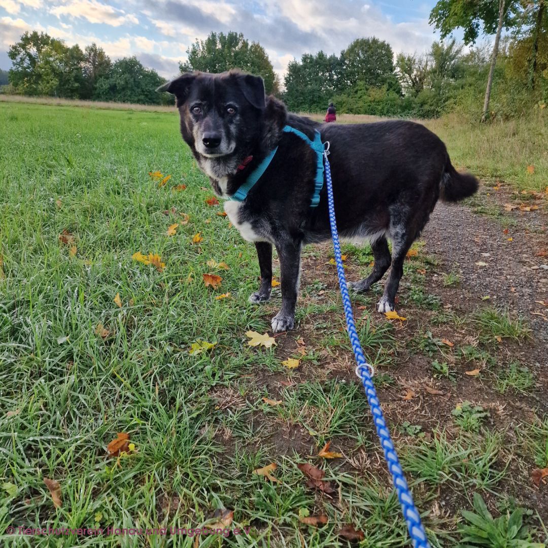 Lupo