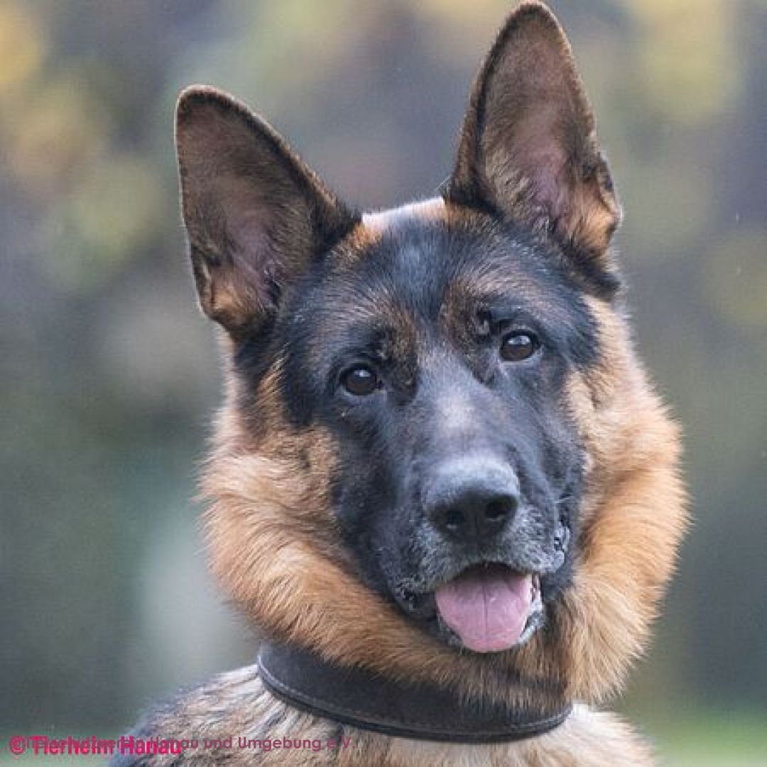 Wotan