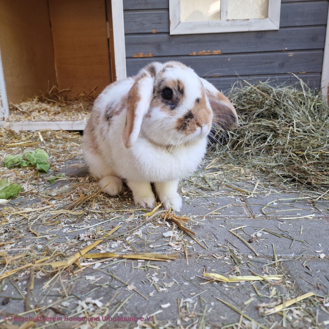 Fleckchen und Flauschi