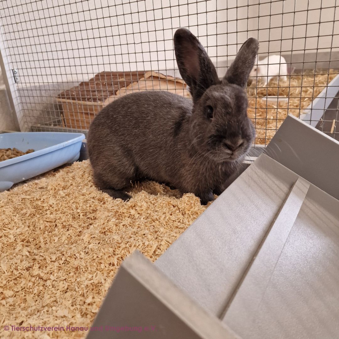 Bunny