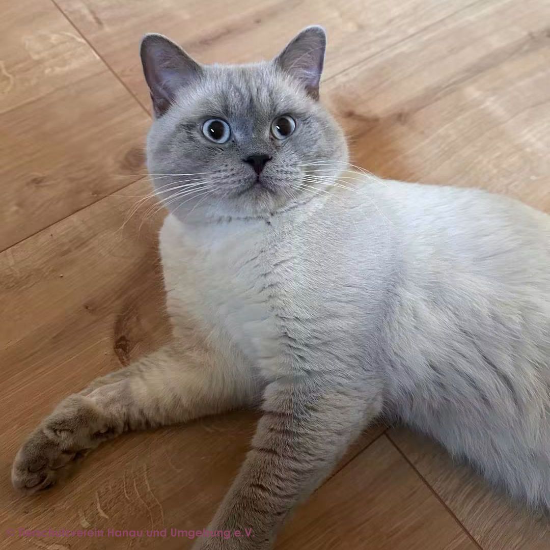 Pelu