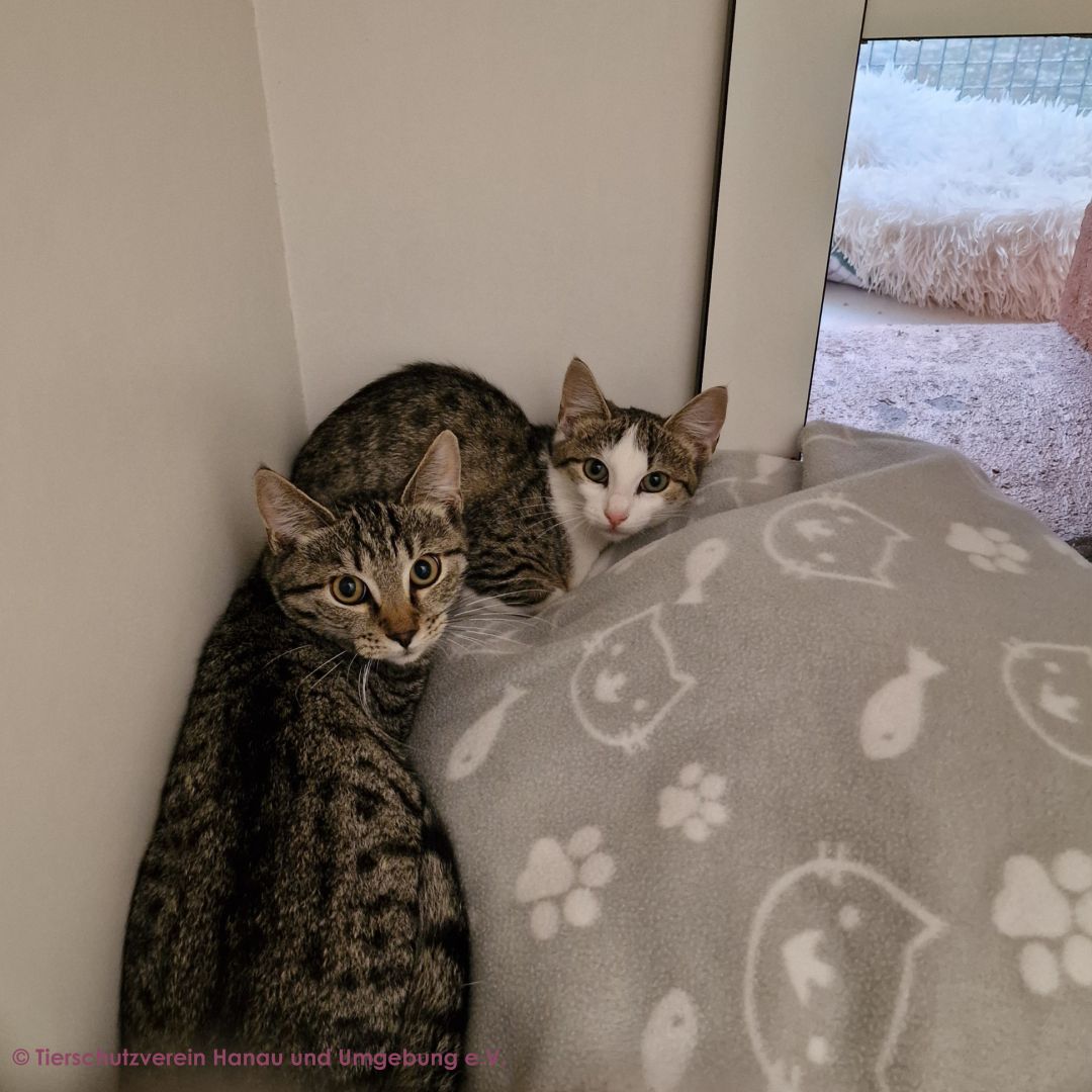 Makani und Malva