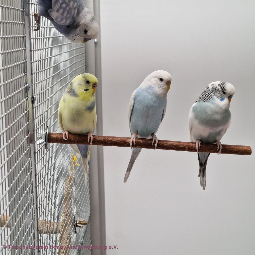 Fandok, Bello, Fendug und Atish