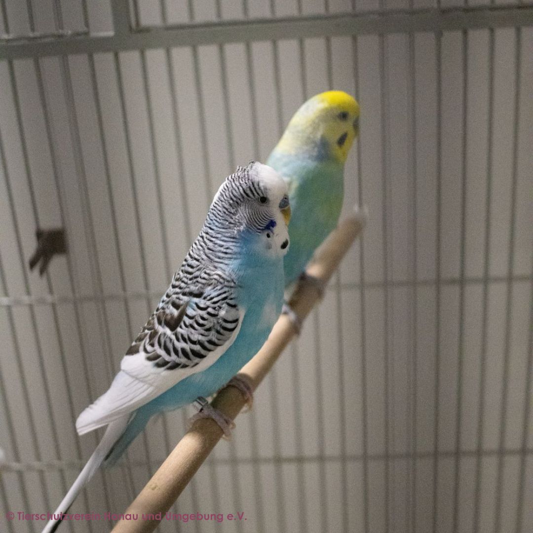 Billy und Blue