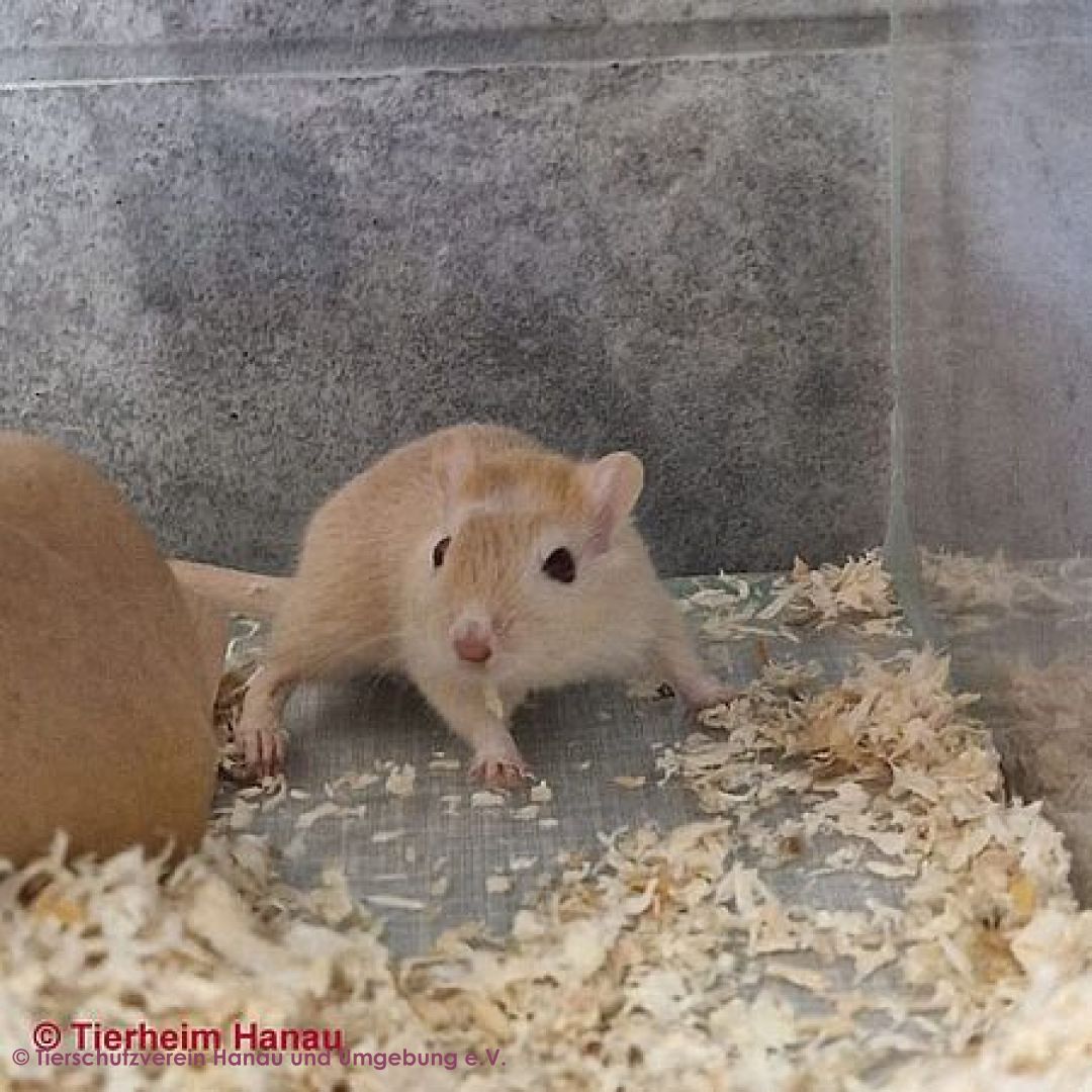 Alvin